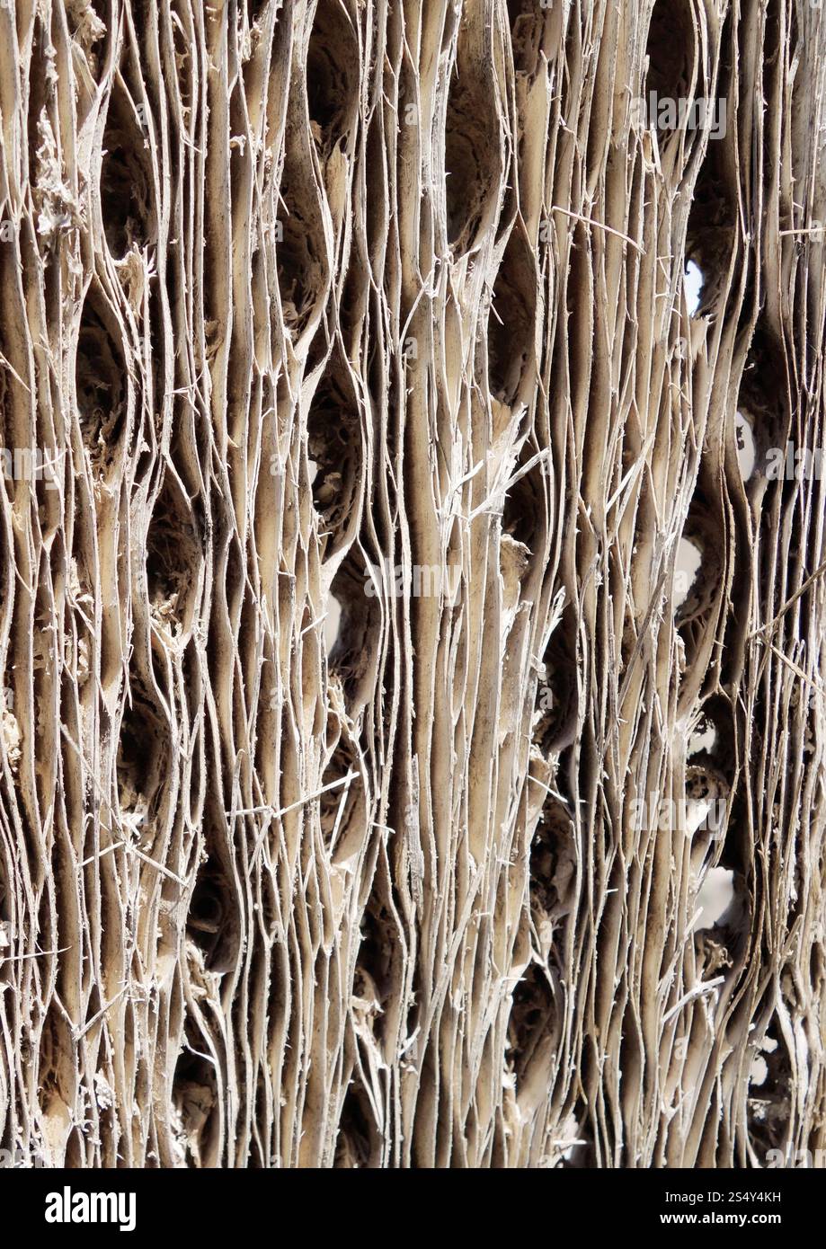 Texture de fond d'écorce de bois de cactus . Texture de l'écorce de bois de cactus Banque D'Images