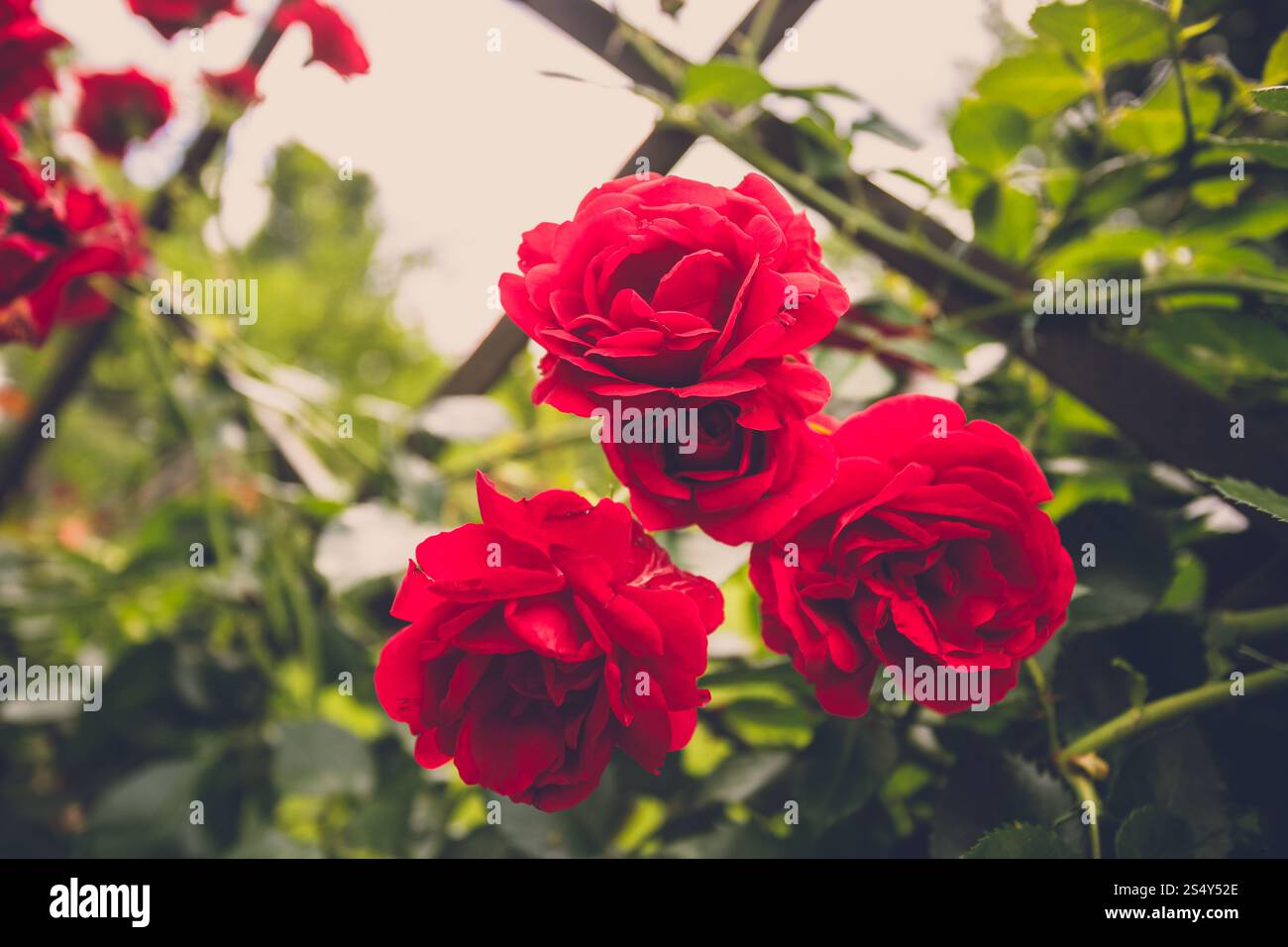 Libre de droit aux couleurs de belles roses rouges sur la clôture à jardin Banque D'Images