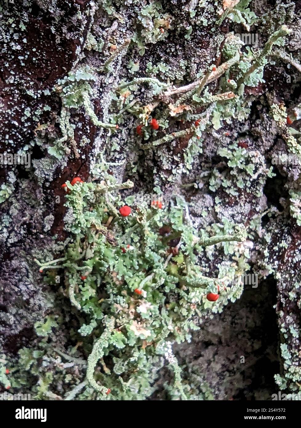 Soldats jouets (Cladonia bellidiflora) Banque D'Images
