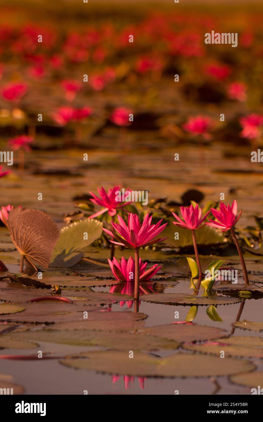 Le lac Lotus de Kumphawapi près de la ville d'Udon Thani dans l'Isan dans le nord-est de la Thaïlande. THAÏLANDE ISAN UDON THANI KUMPHAWAPI LOTUS LAKE Banque D'Images