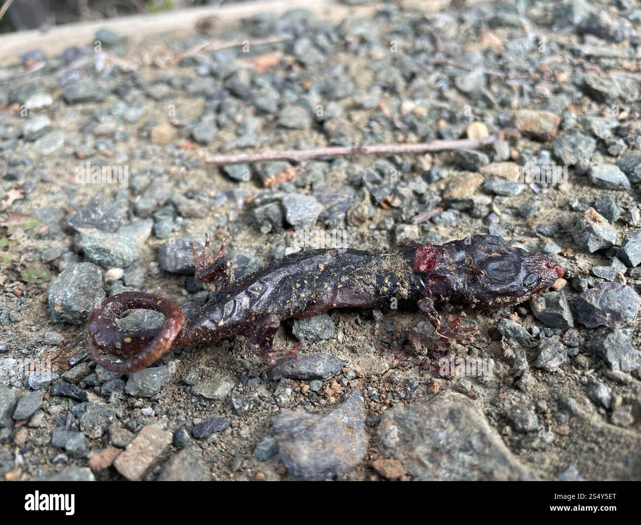 Salamandre arboricole (Aneides lugubris) Banque D'Images