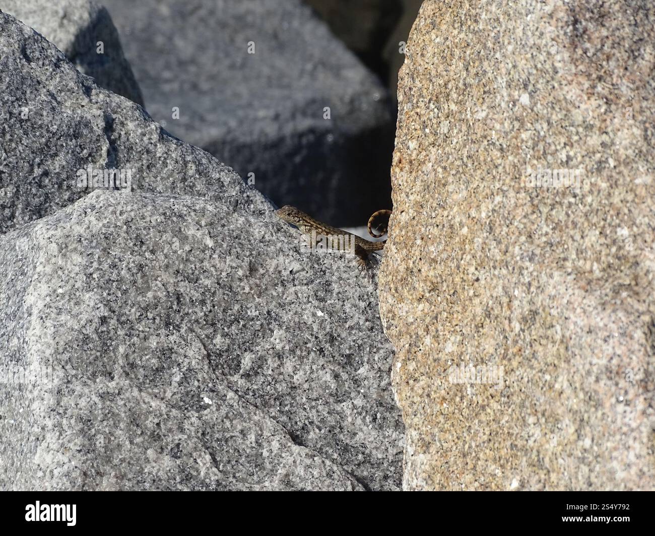 Le Lézard Curly nord (Leiocephalus carinatus) Banque D'Images