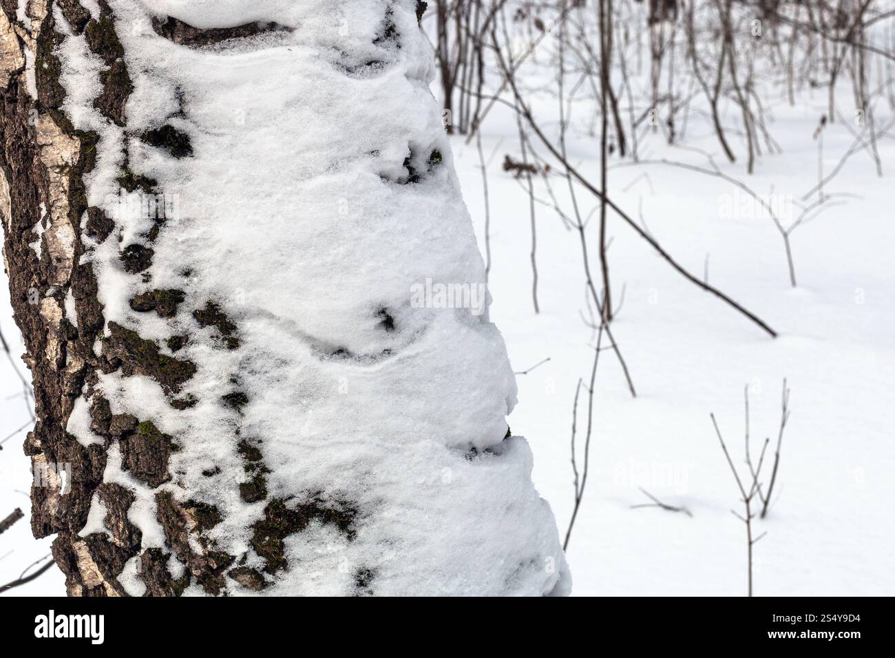 Arbre couvert de neige près du tronc jusqu'à la forêt d'hiver Banque D'Images