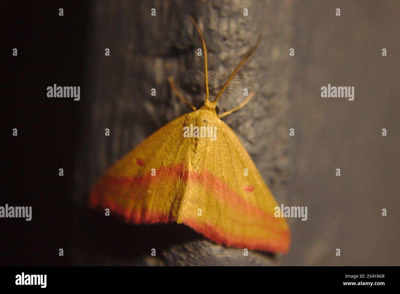 Teigne géomètre de l'aspersion (Haematopis grataria) Banque D'Images