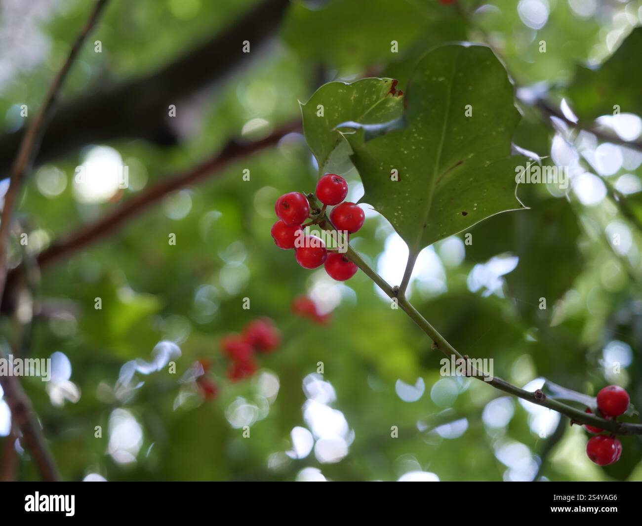 Holly (Ilex). Les baies de houx sont favorisées par les oiseaux et contribuent à la propagation de la plante. Banque D'Images