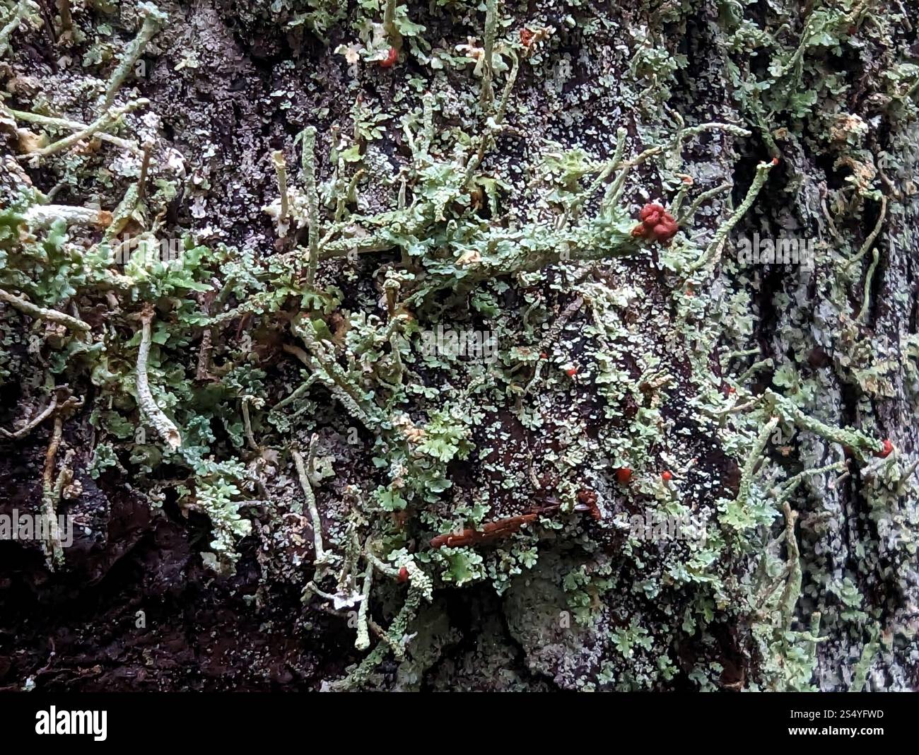 Soldats jouets (Cladonia bellidiflora) Banque D'Images