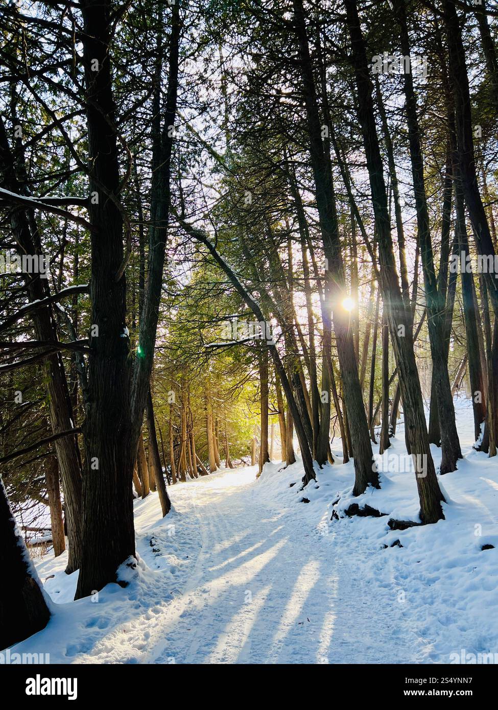 Belle forêt couverte enneigée avec de grands pins et le soleil brille à travers les arbres laissant de longues ombres sur le sol. Personne. Espace de copie. Banque D'Images