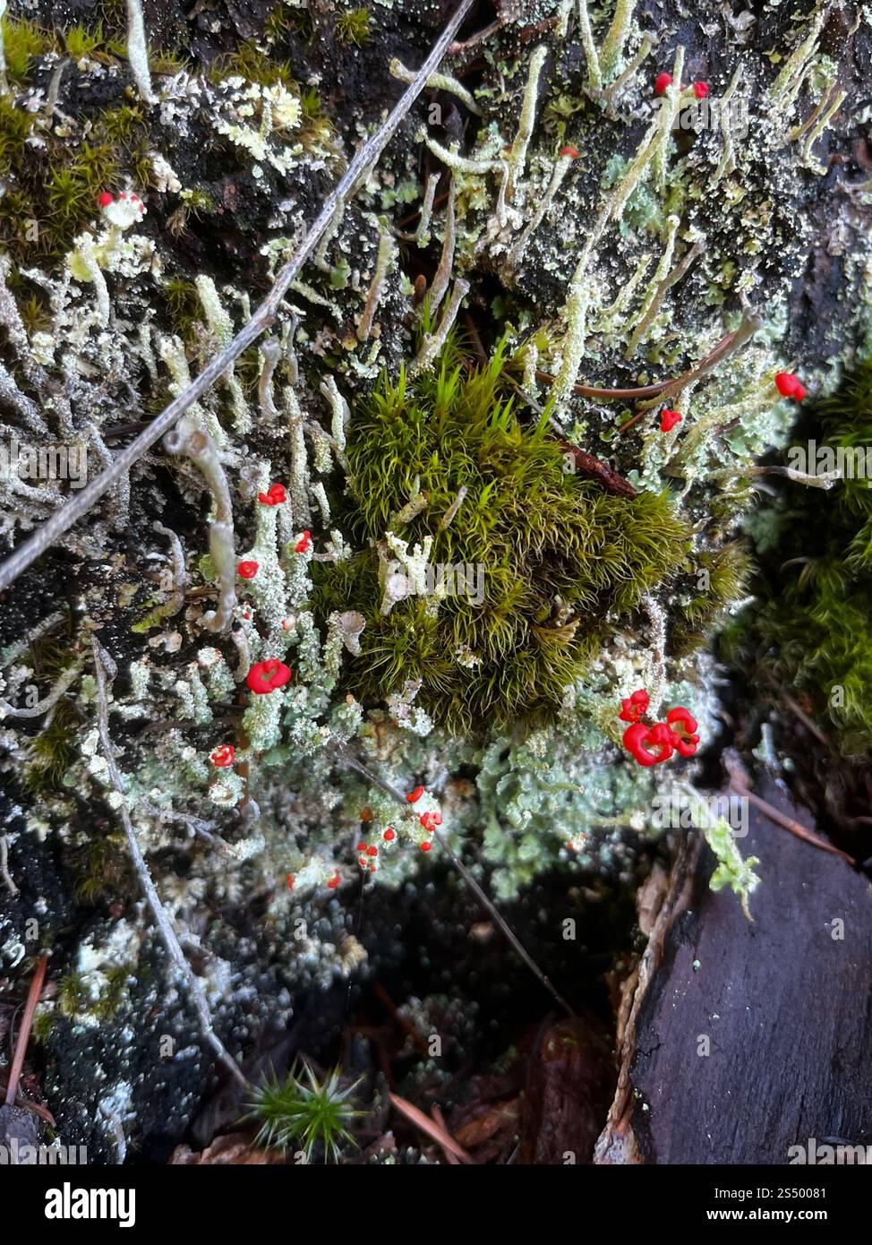 Soldats jouets (Cladonia bellidiflora) Banque D'Images