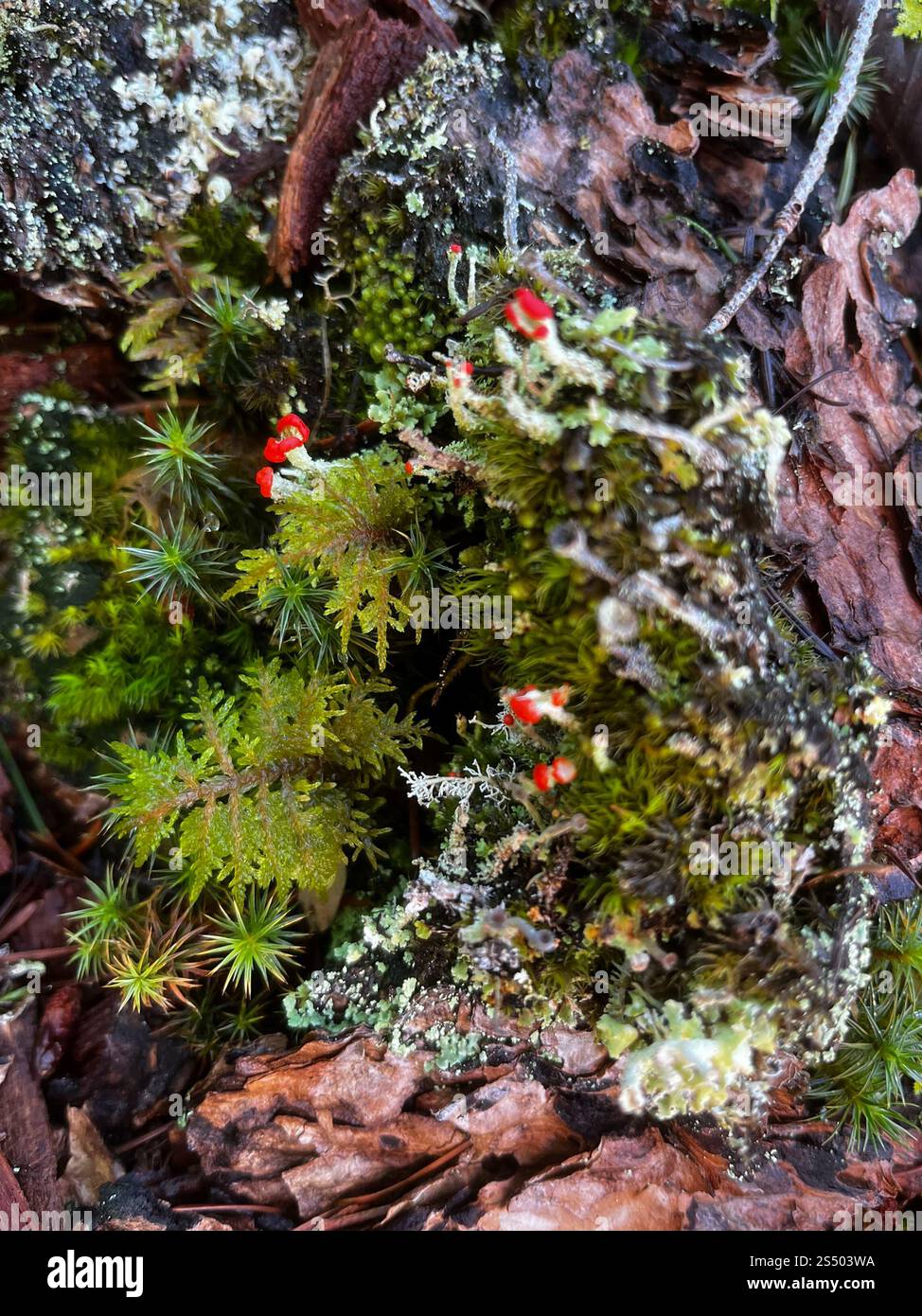 Soldats jouets (Cladonia bellidiflora) Banque D'Images