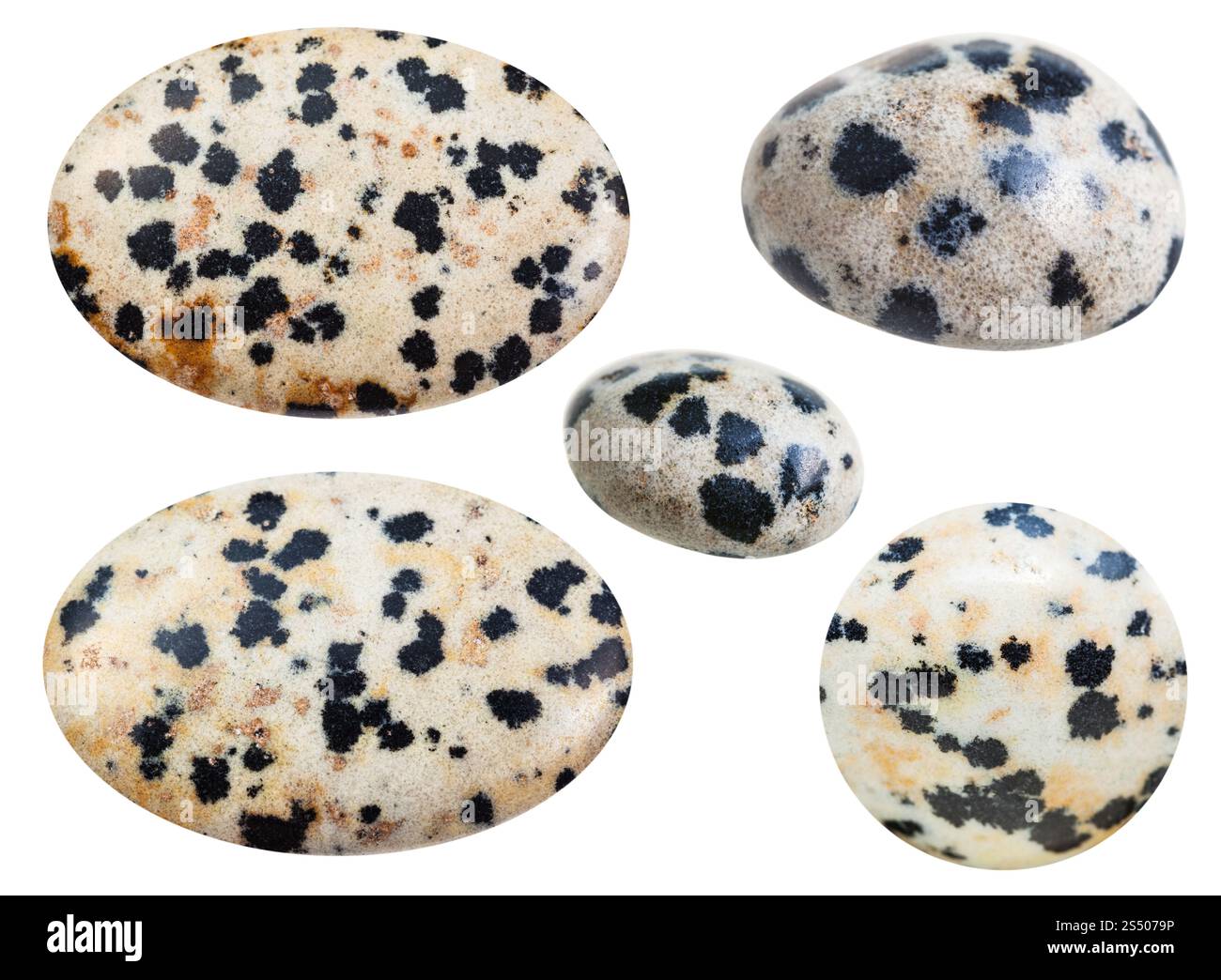 Ensemble de divers minéraux naturels tumbled Dalmate en pierre dalmate (Jasper) gemstone isolé sur fond blanc Banque D'Images
