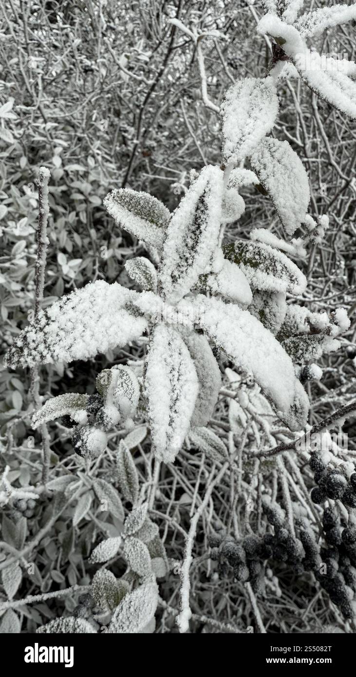 Plantes congelées couvertes de glace Banque D'Images