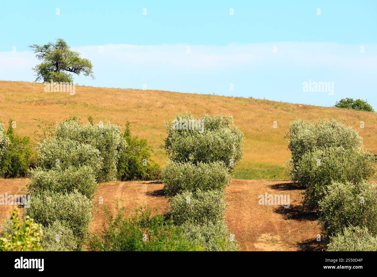 Beau paysage de campagne estivale avec une colline et un jardin d'olives. Banque D'Images