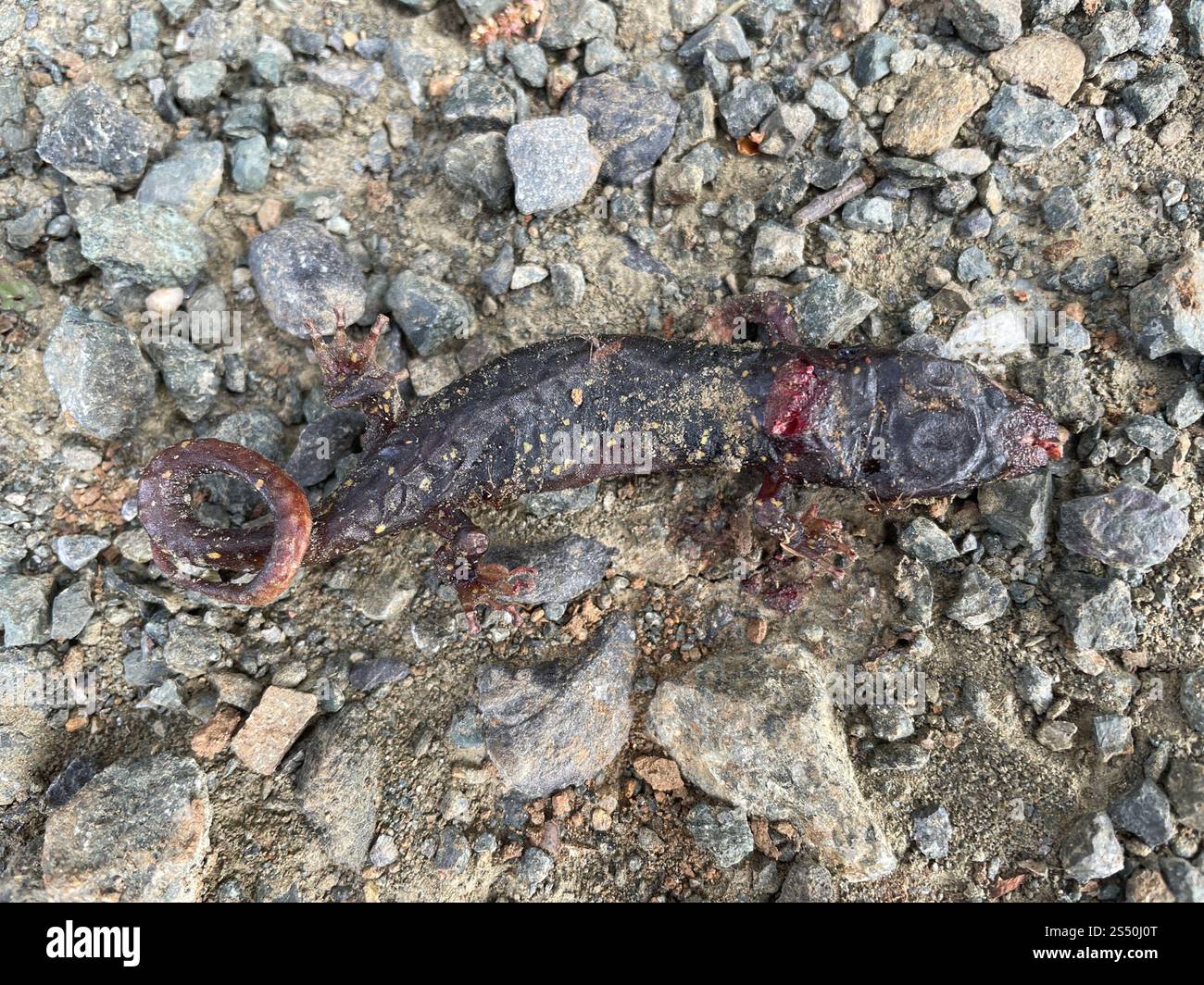 Salamandre arboricole (Aneides lugubris) Banque D'Images