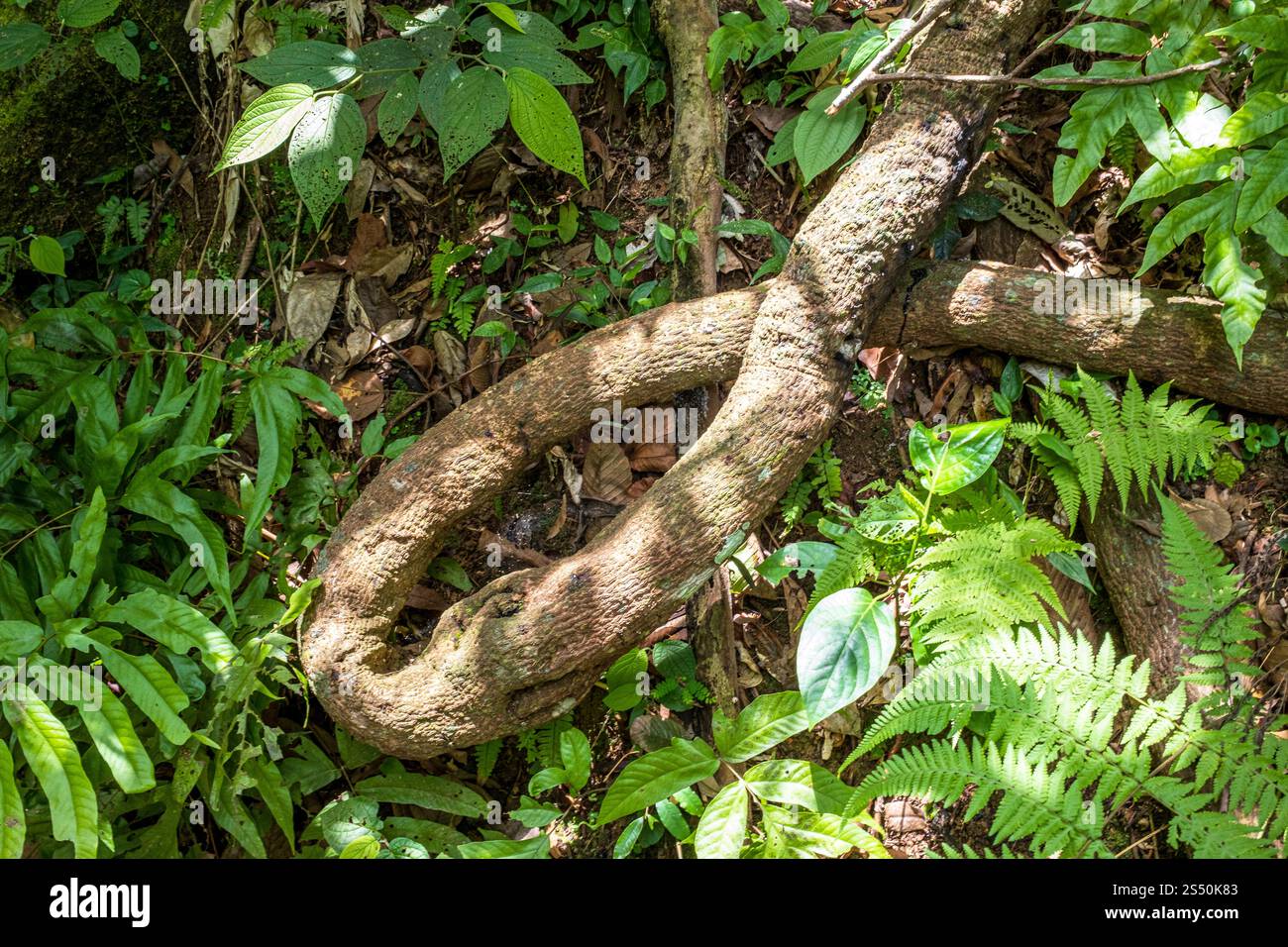 Faune de la jungle sur le sentier de randonnée à Sono Beach près de Paraty, Rio de Janeiro, Brésil. Banque D'Images