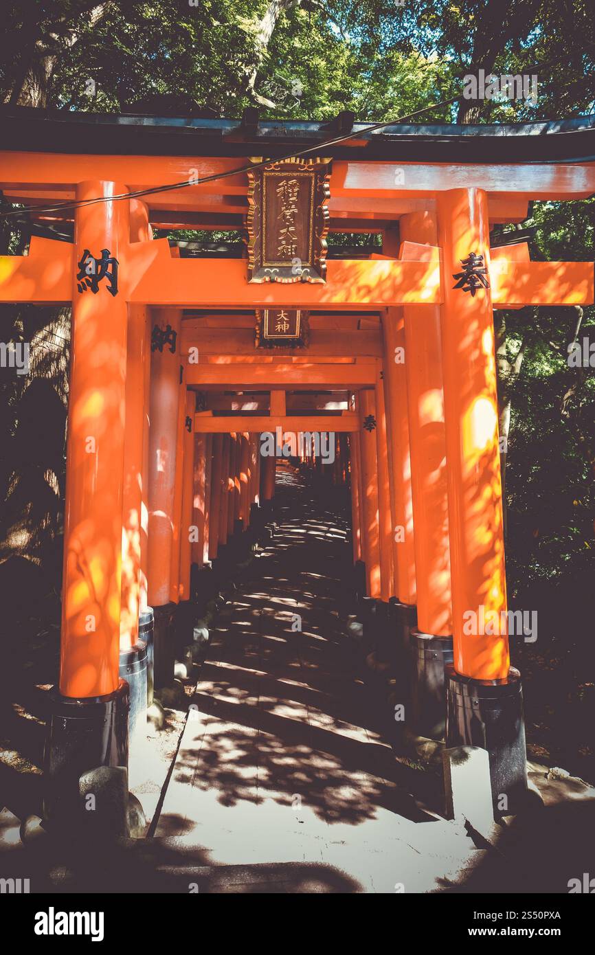 Sanctuaire Fushimi Inari Taisha torii, Kyoto, Japon. Fushimi Inari Taisha torii, Kyoto, Japon Banque D'Images
