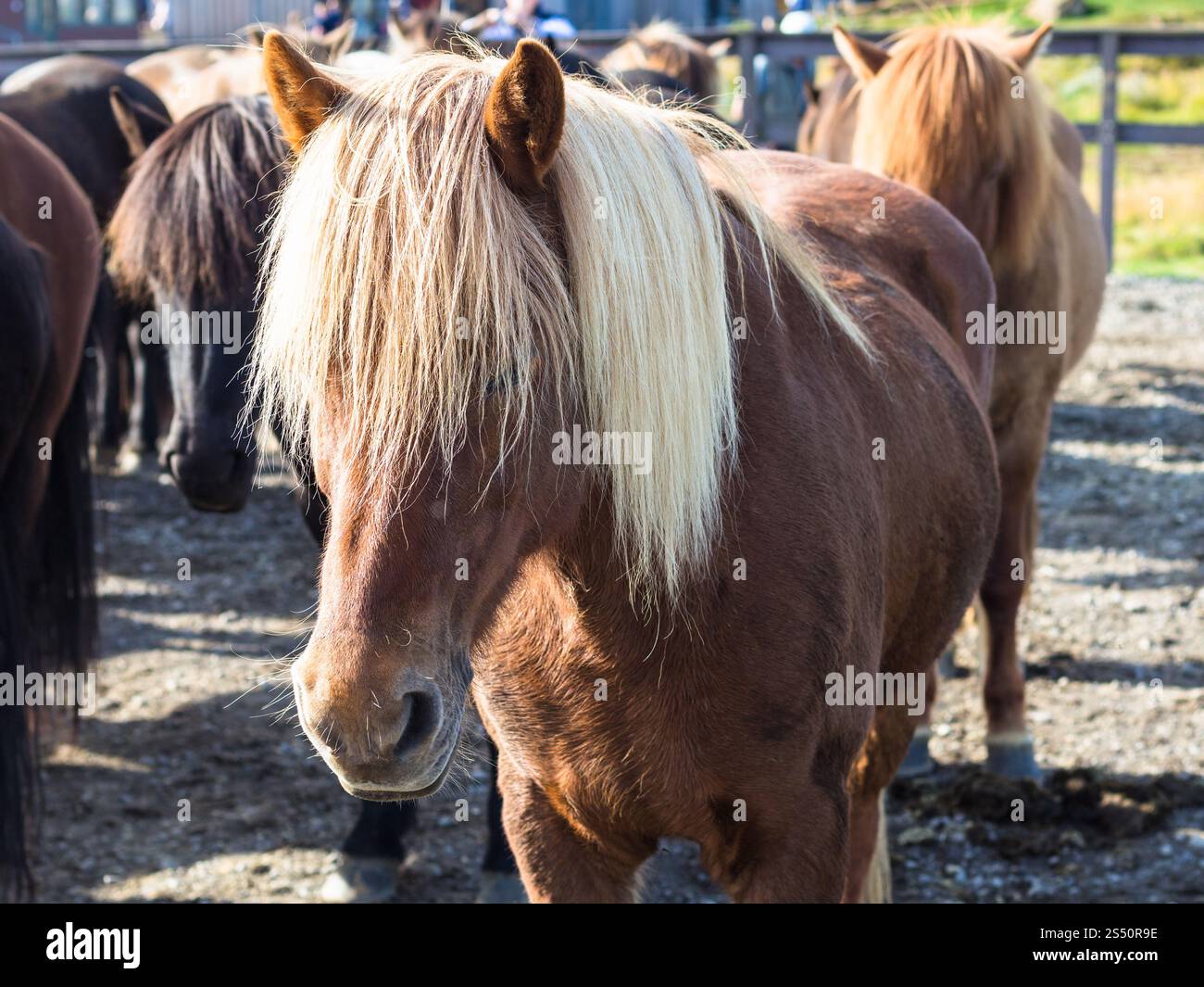 Voyager en Islande - bas cheval islandais en pays farm close up Banque D'Images