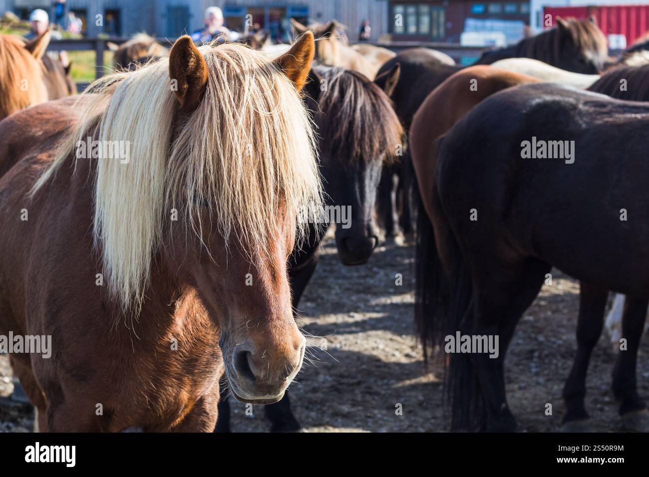 Voyager en Islande - petit cheval islandais en pays farm close up Banque D'Images