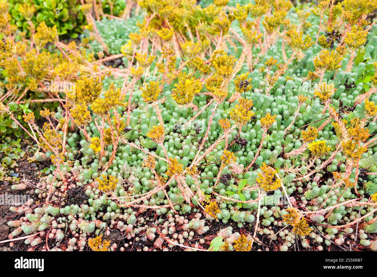 Voyager en Islande - plantes de la toundra en public dans le parc de la famille vallée laugardalur de Reykjavik en septembre Banque D'Images