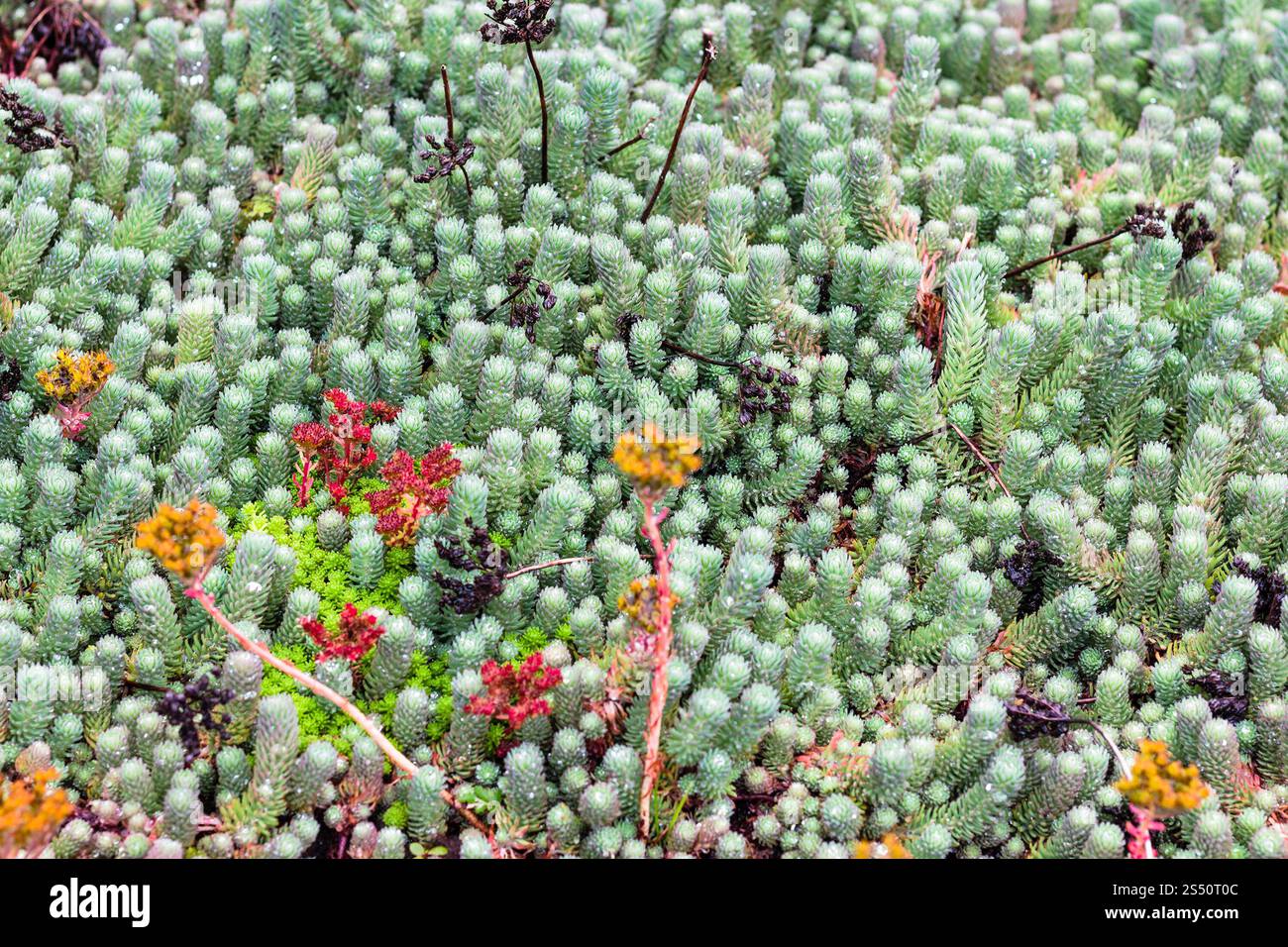 Voyager en Islande - végétaux de l'Arctique en public dans le parc de la famille vallée laugardalur de Reykjavik en septembre Banque D'Images
