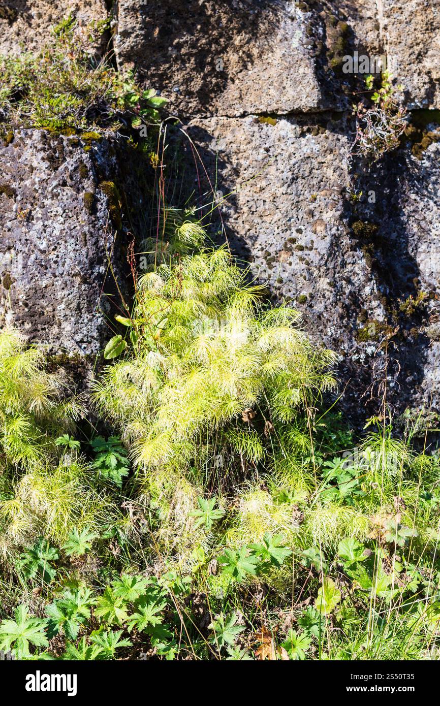 Voyager en Islande - mur de roche verte d'Almannagja Problème dans le parc national de Thingvellir en automne Banque D'Images