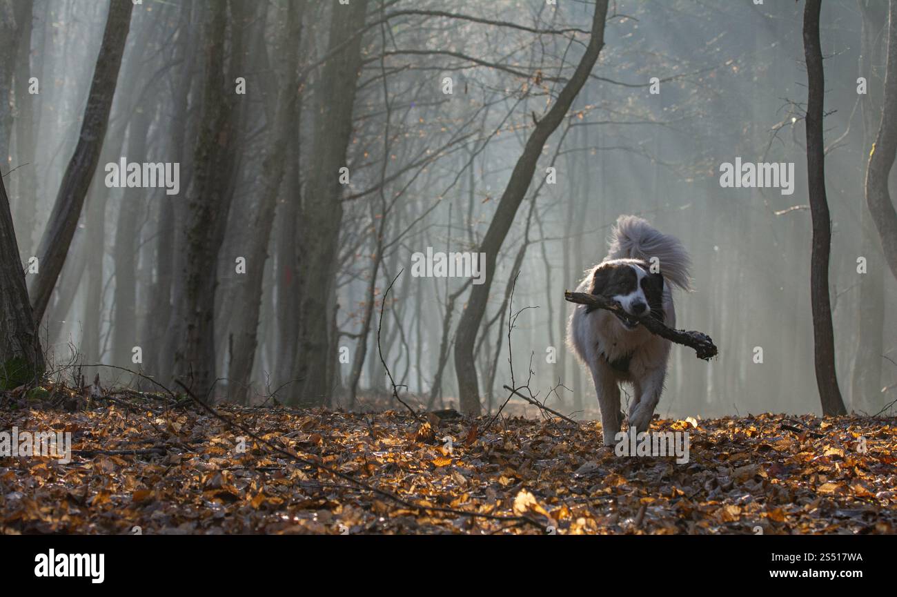 Magnifique race de berger australien dans la forêt Banque D'Images