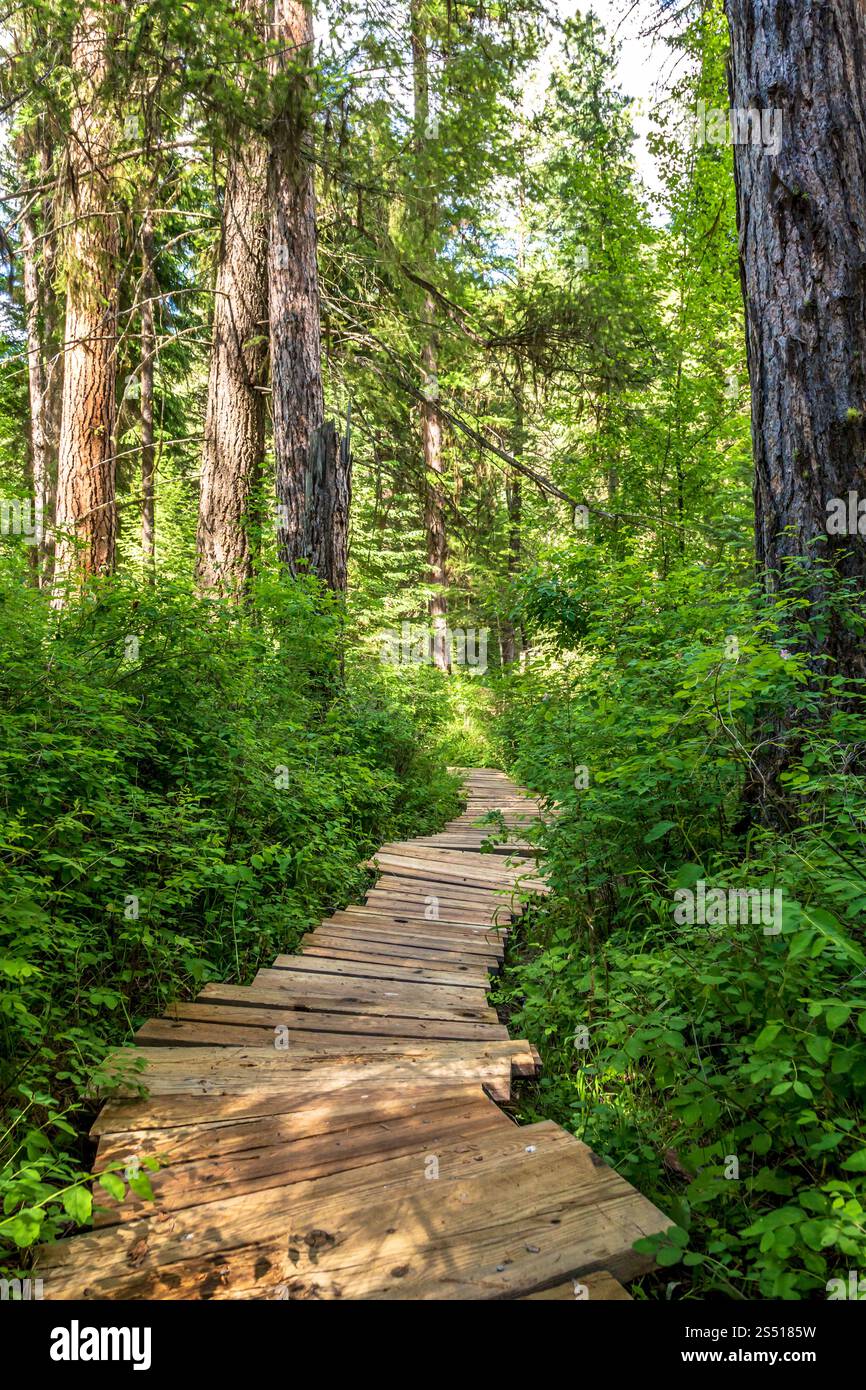 Chemin en bois à travers une forêt sereine avec une végétation luxuriante, Eagle Cap Wilderness, Oregon Banque D'Images