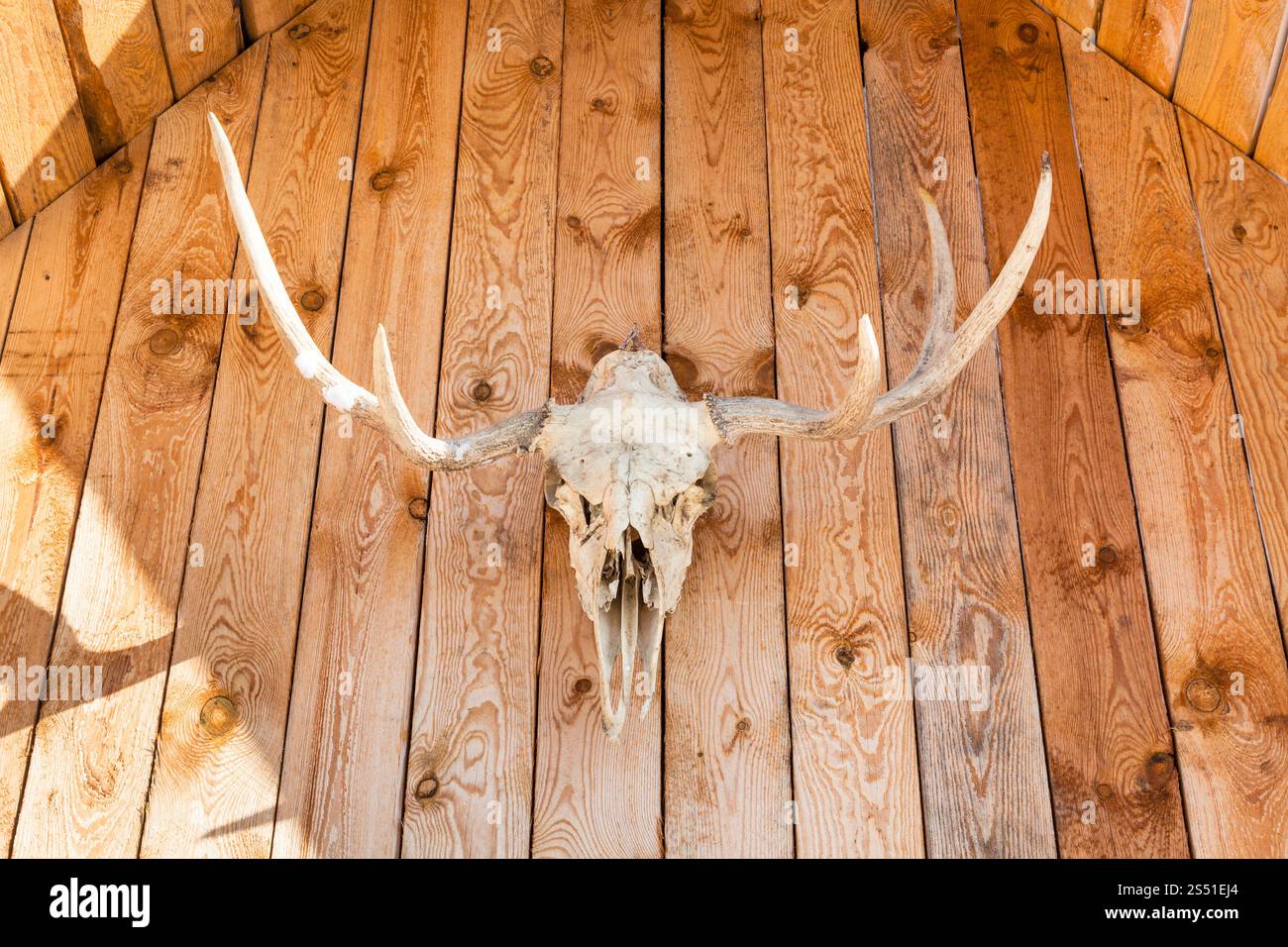 vue de face du crâne d'orignal sur la maison de campagne. Vue de face du crâne naturel du jeune animal d'orignal sur le toit de la maison de campagne en bois dans la région de Smolensk Banque D'Images
