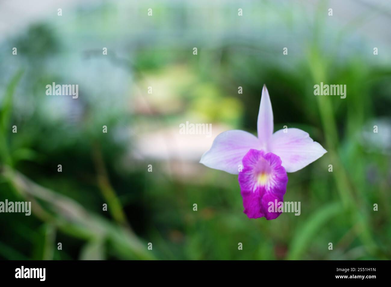 Orchidée fleur de jardin Banque D'Images