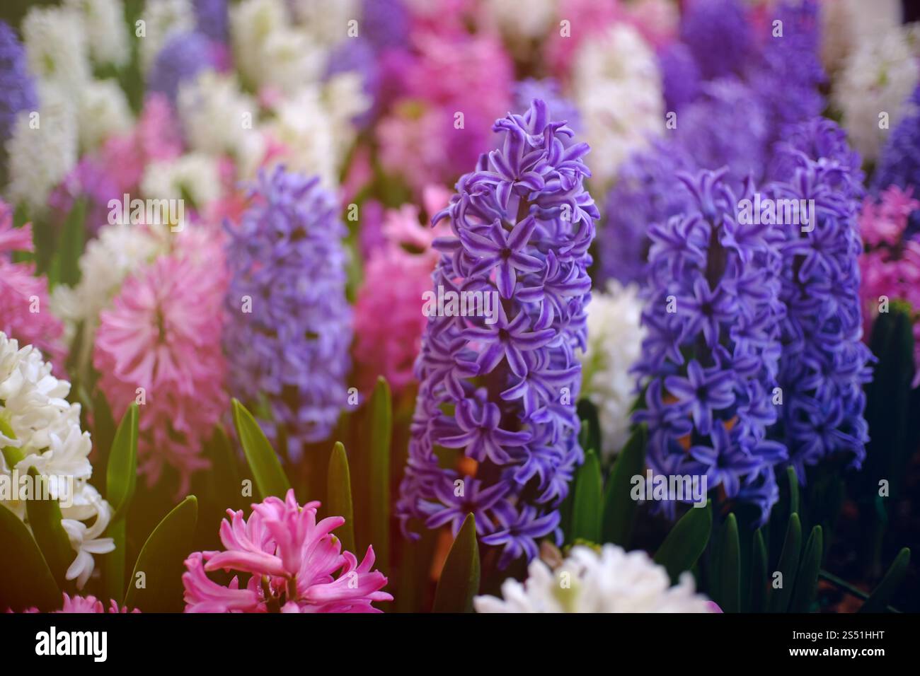 Belle nature Rose et fleur violette dans le jardin naturel Banque D'Images
