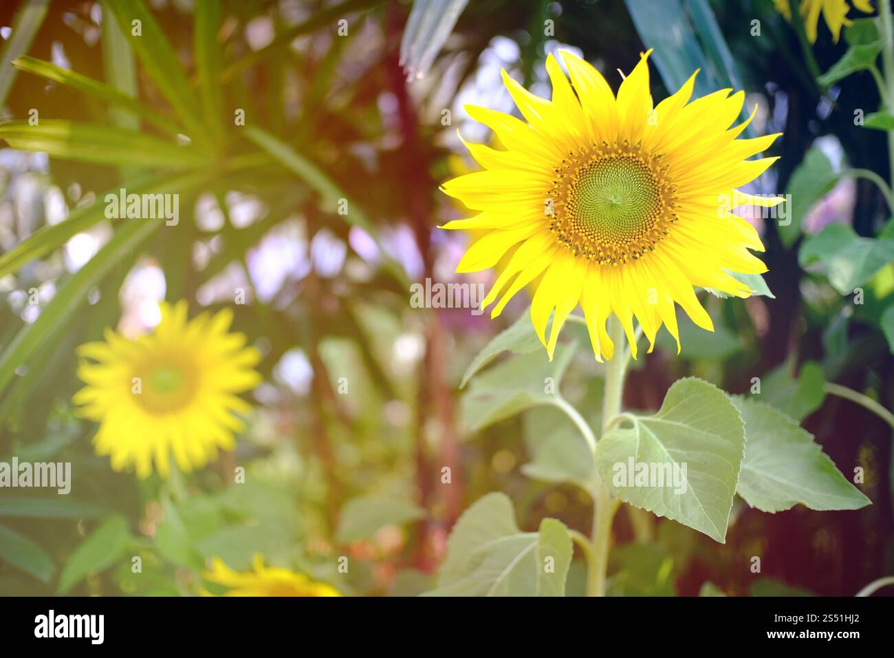 Belle fleur de soleil de la nature dans le jardin de la nature Banque D'Images
