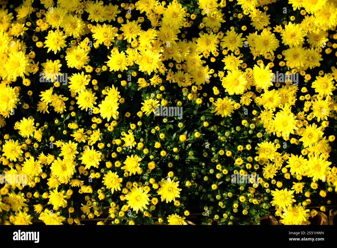 Belle fleur de la nature pour l'arrière-plan Banque D'Images