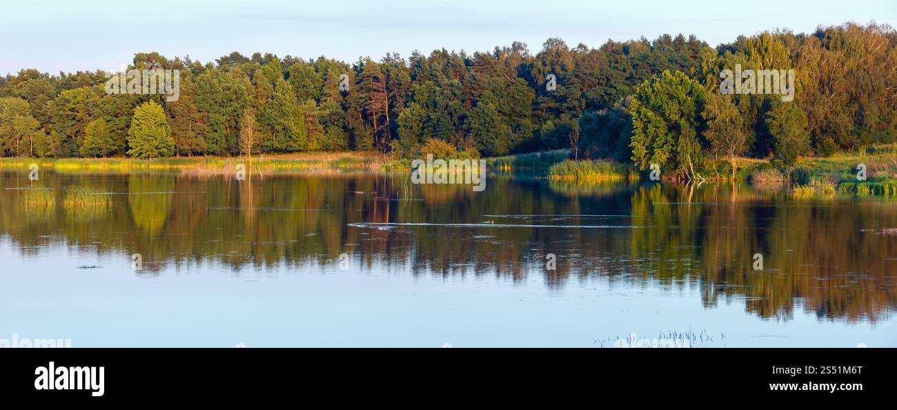 Paysage lacustre d'été en soirée avec des reflets de plantes sur la surface de l'eau (près de la colonie de Shklo, oblast de Lviv, Ukraine). Deux coups de piqûre Banque D'Images