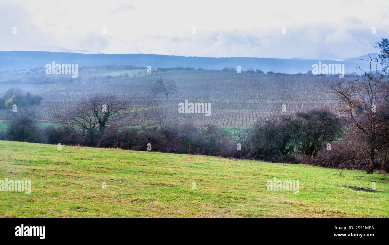 Voyage en France - pluie sur le vignoble dans le domaine de Bollenberg dans l'arrondissement de Thann-Guebwiller en Alsace comté dans le département du Haut-Rhin dans le Banque D'Images