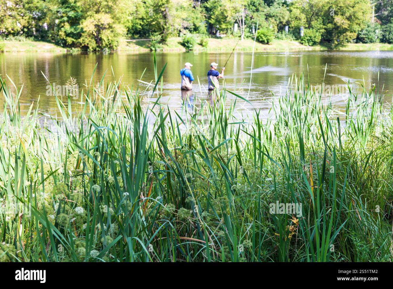 Herbe verte luxuriante sur la rive de la rivière Zhabenka près du grand jardin (Big Academicheskiy) étang dans le parc Timiryazevskiy de la ville de Moscou en été Banque D'Images