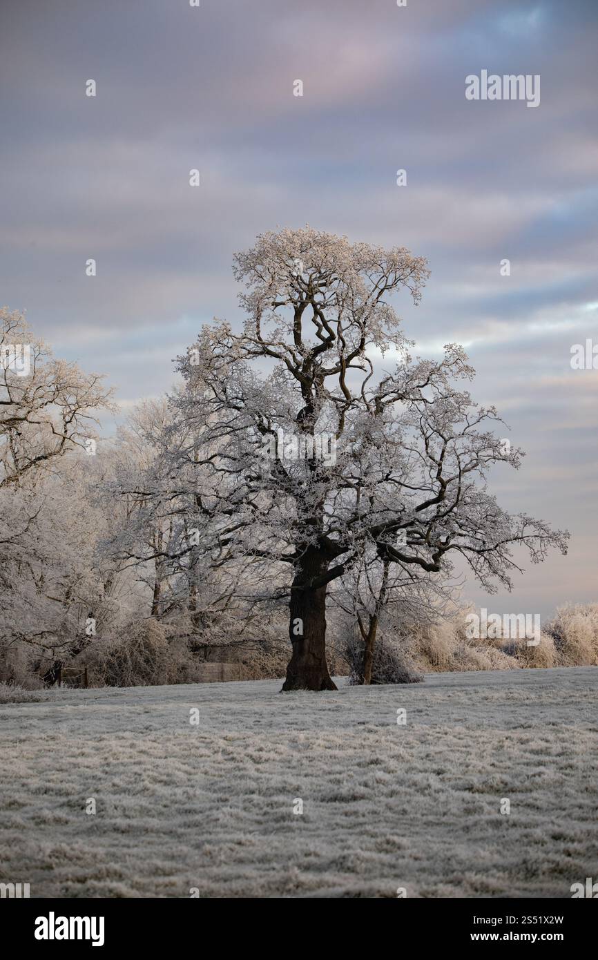 Arbre givré en un clin d'œil, Sutton Gault, Cambridgeshire Banque D'Images