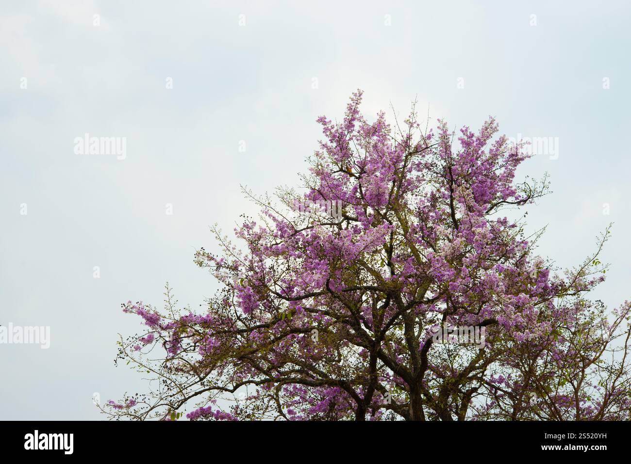 Wild Cherry himalayen dans la montagne , Chiang Mai , Thaïlande Banque D'Images