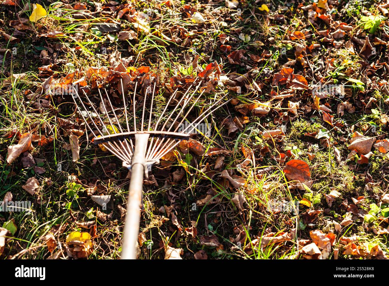 Dépose les feuilles tombées illuminée par Sun à partir de la pelouse avec râteau de jardin en automne soir Banque D'Images