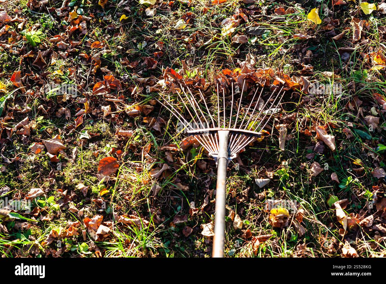 nettoyage de la pelouse des feuilles tombées illuminées par le soleil avec râteau de jardin en automne soir Banque D'Images