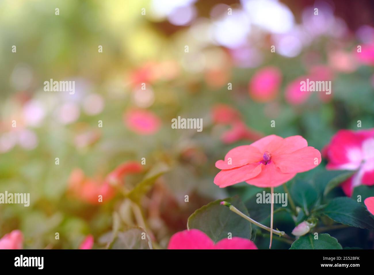Belle nature pinks fleur dans le jardin de la nature Banque D'Images
