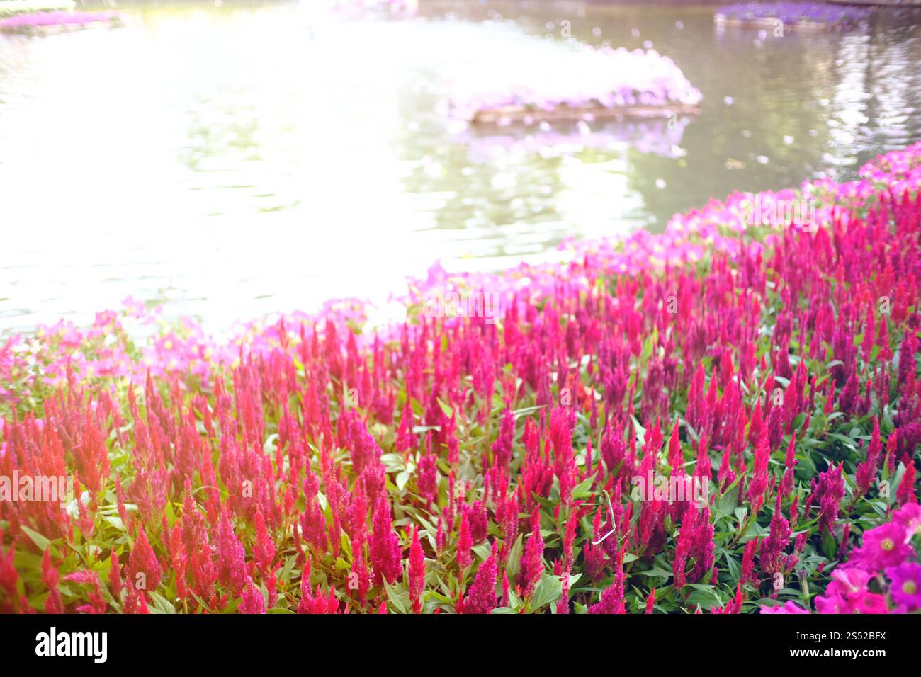 cockscomb cockscomb fleur dans le jardin naturel Banque D'Images