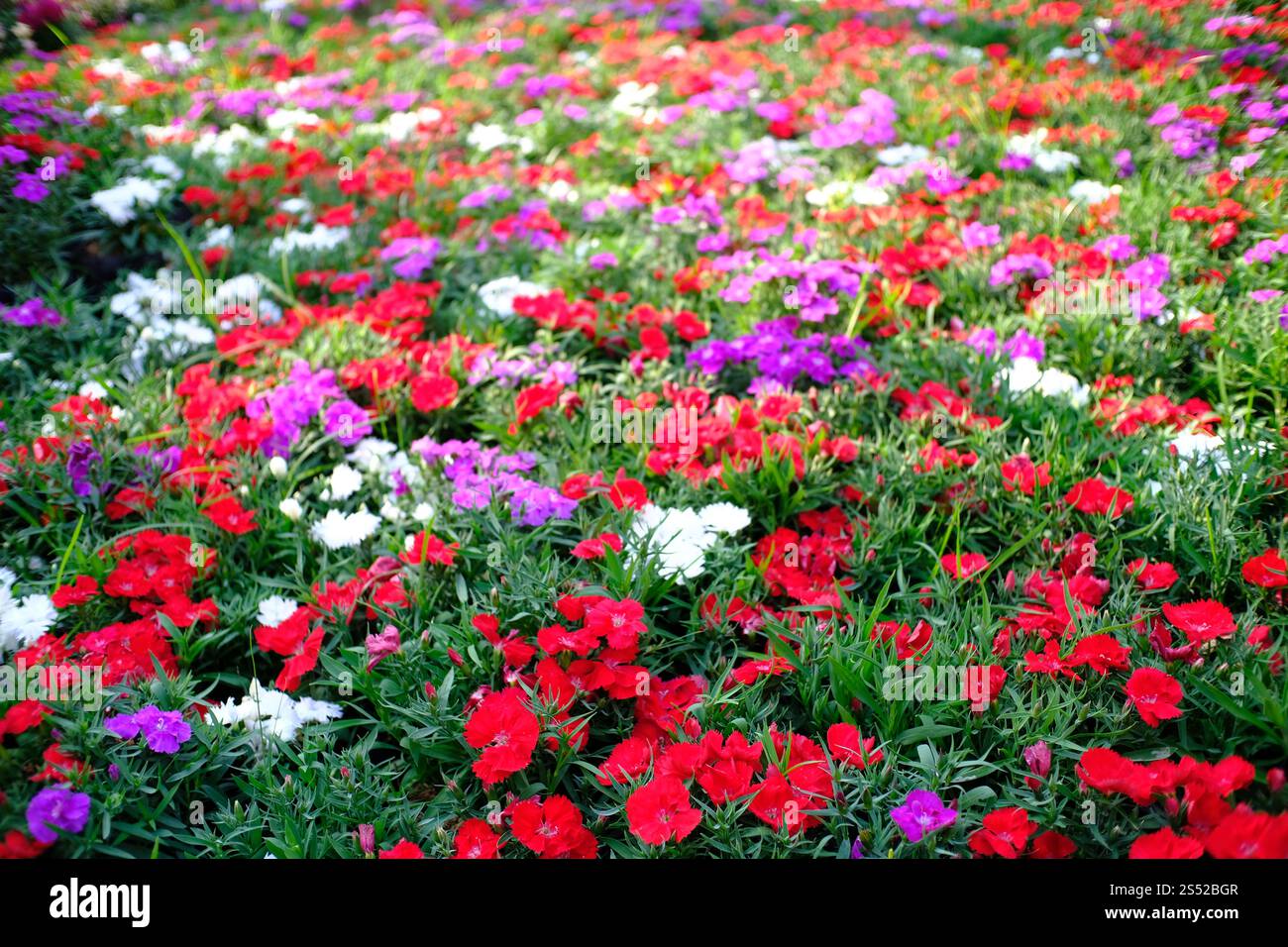 Belle fleur de la nature pour l'arrière-plan Banque D'Images