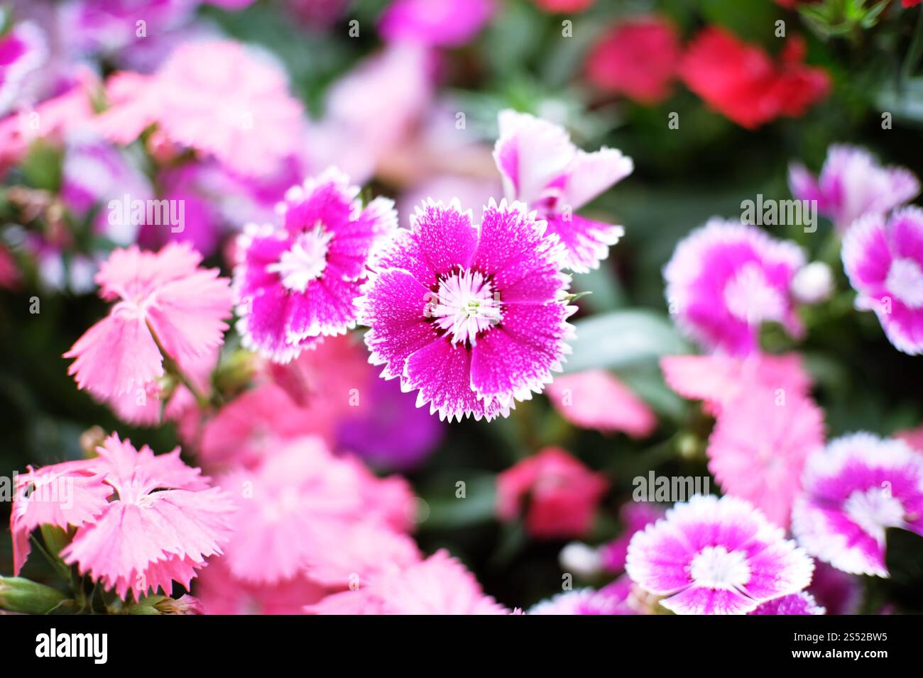 Belle nature pinks fleur dans le jardin de la nature Banque D'Images