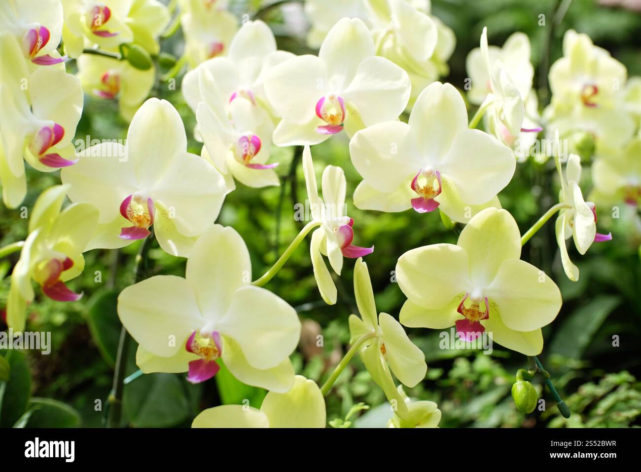 Orchidée fleur de jardin Banque D'Images