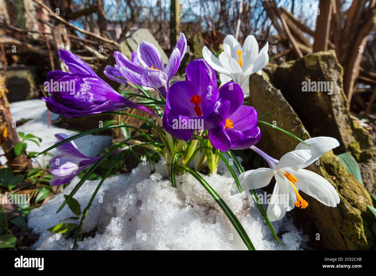 Mauve et blanc fleurs crocus (Crocus heuffelianus) sur le ressort stony prairie avec la fonte de neige. Banque D'Images