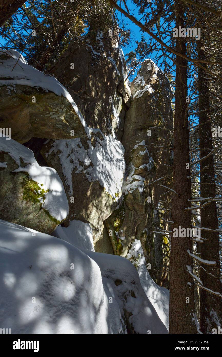 Journée d'hiver ensoleillée, enneigée, vue sur les rochers de rocher pierreux dans la forêt de sapins sauvages sombres. Pittoresques rochers hongrois sur la pente de la montagne Skupova, Banque D'Images