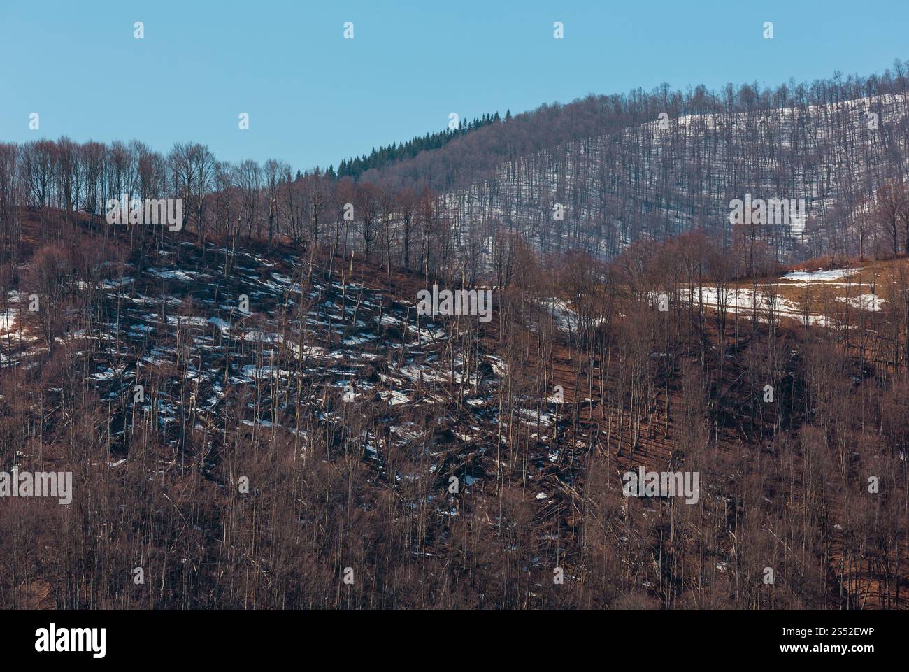 Début du printemps Carpates paysage du plateau avec la neige sur la pente, l'Ukraine. Banque D'Images