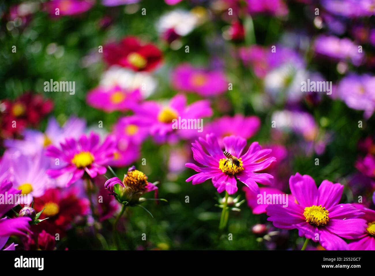 Belle nature pinks fleur dans le jardin de la nature Banque D'Images