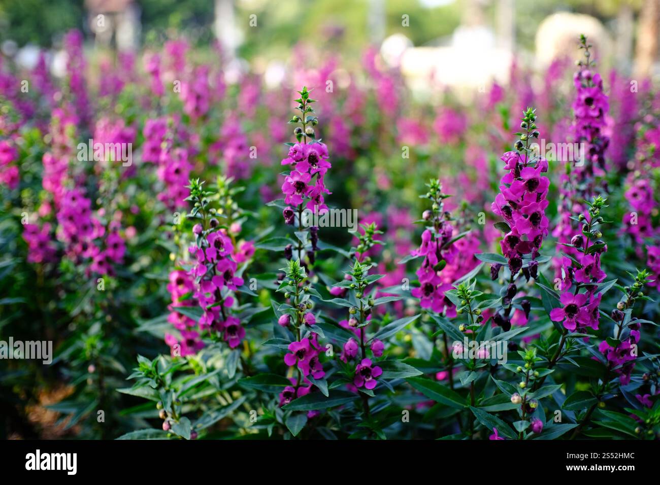 Belle nature pinks fleur dans le jardin de la nature Banque D'Images