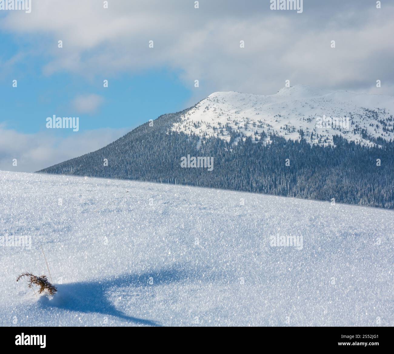 Petite plante genièvre germe sur la surface de neige avec des flocons de neige cristallins et montagne derrière (fond macro nature pour les concepts d'hiver). Composite Banque D'Images Petite plante genièvre germe sur la surface de neige avec des flocons de neige cristallins et montagne derrière (fond macro nature pour les concepts d'hiver). Composite Banque D'Images