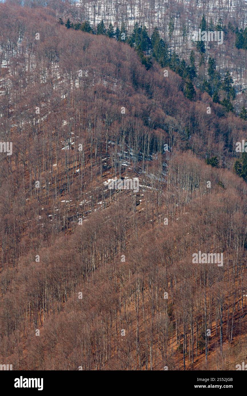 Au début du printemps d'arrière-plan de la forêt de montagne des Carpates Banque D'Images